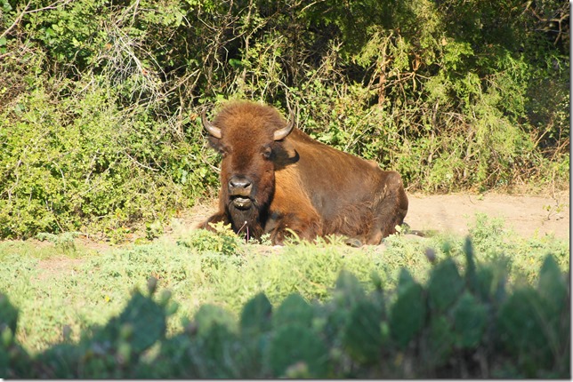 Chickasaw National Park