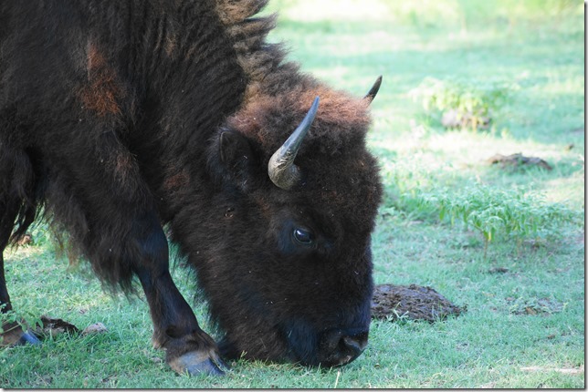 Chickasaw National Park