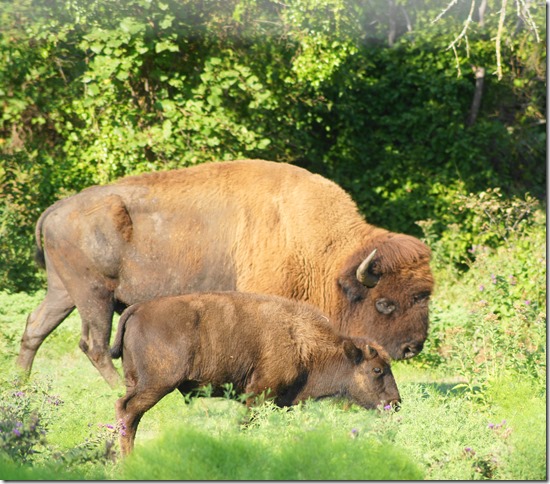 Chickasaw National Park