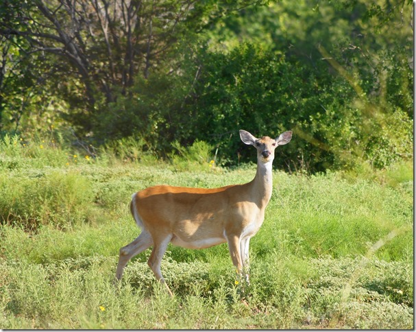 Chickaswa National Park