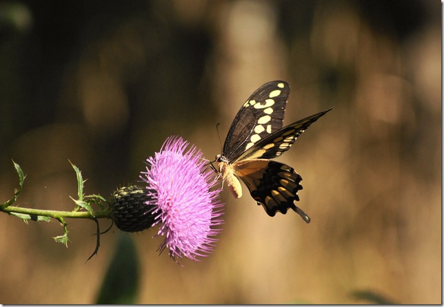 Chickasaw National Park