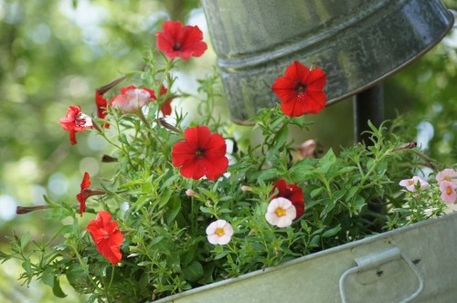 Flowers in Galvanized Buckets