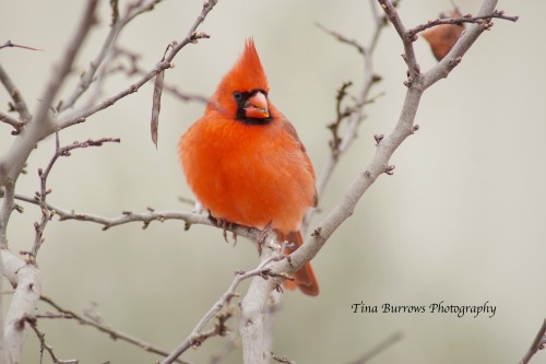 Male Cardinal