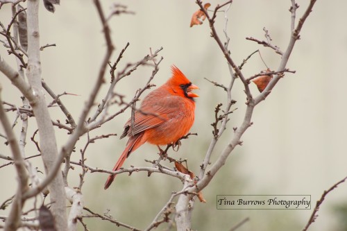 Male Cardinal