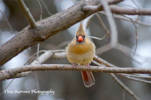 Female Cardinal