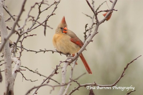 Female Cardinal