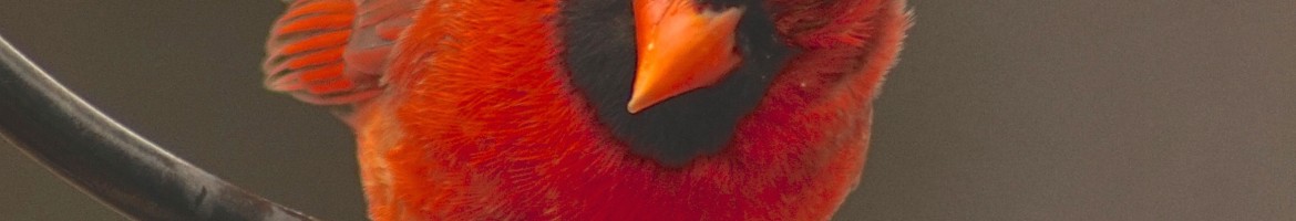 Male Cardinal