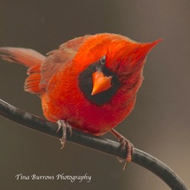 Male Cardinal