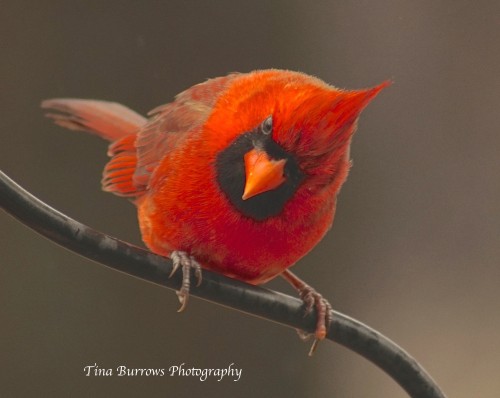 Male Cardinal