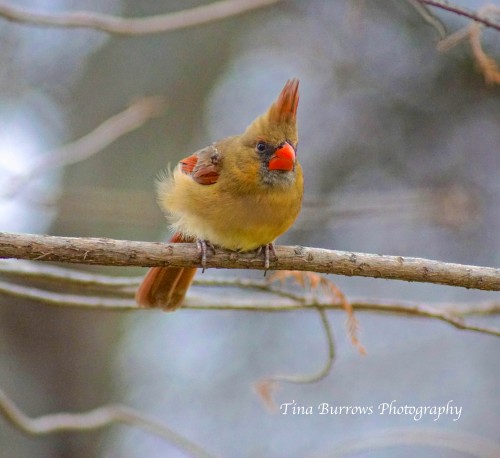 Female Cardinal