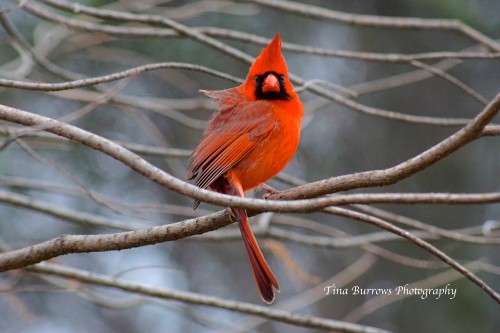 Male Cardinal